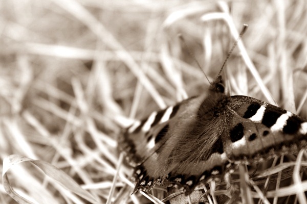 sommerfugl1