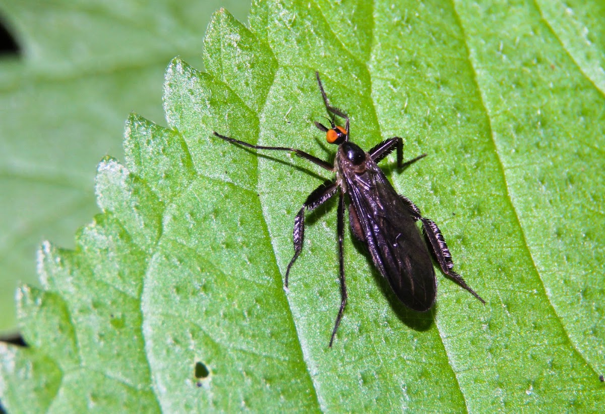Long-tailed Dance Fly