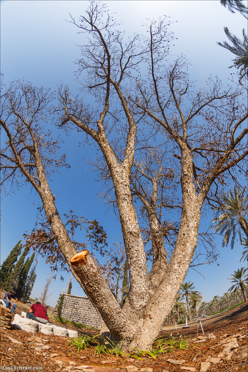 Сельскохозяйственная школа Хава бе-Эден | Hava be-Eden farm | LookAtIsrael.com - Фото путешествия по Израилю | חווה בעדן