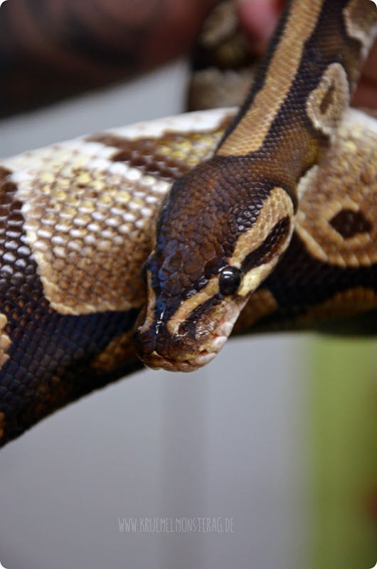 Python (17) von PB Snakes 311214