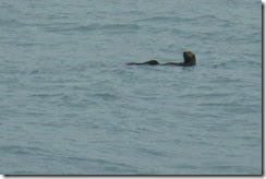 Sea otter out from our trailer