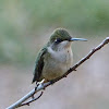 Ruby-throated hummingbird (female)