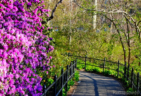 8. flowered path-kab