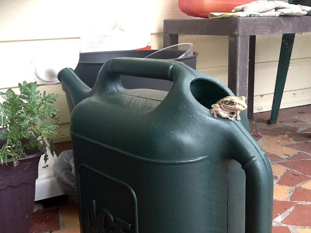 frog in watering can