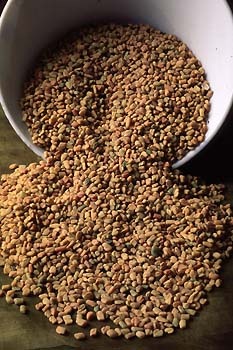 [Trigonella%2520foenum-graecum%255B2%255D.jpg]