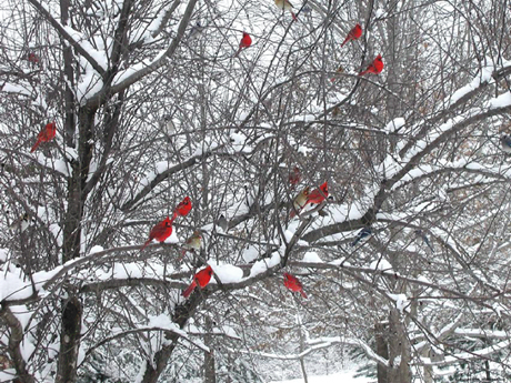 CardinalsSnow.34280508_std