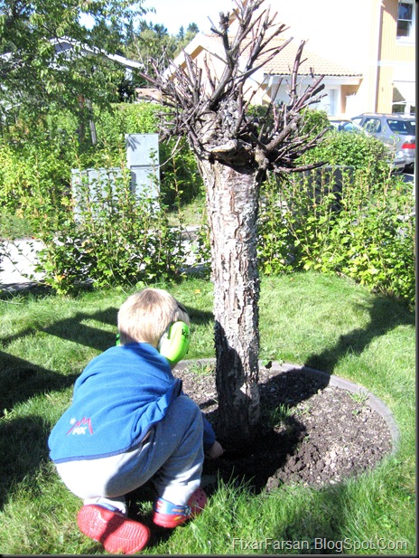 Gräva upp träd med rötter plantera gräs hösten 001
