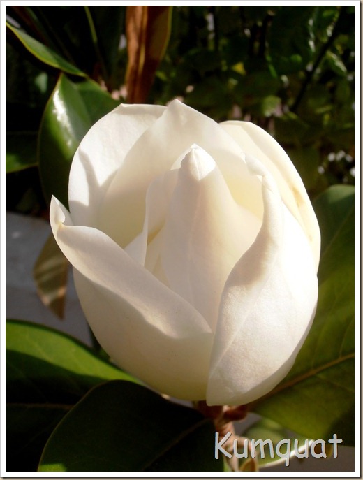 magnolio 8