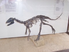 2008.09.10-016 squelette d'hypsilophodon