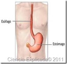 el esofago