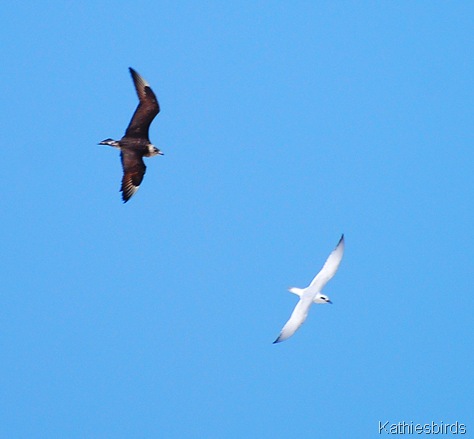 11. tern dive-kab