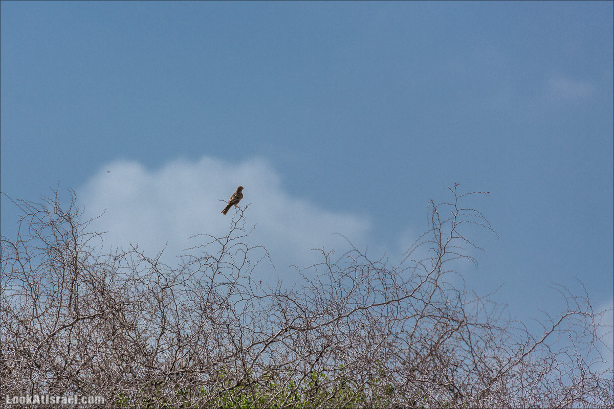 LookAtIsrael.com - Ручей (нахаль) Талкид | Nahal Talkid | נחל תלקיד