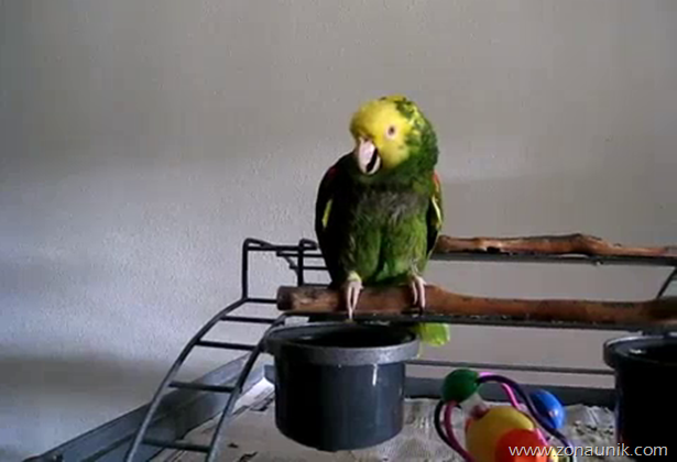 Burung Nuri Menangis Suara bayi (2)