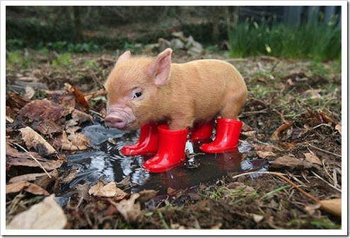 Mini Pig in Boots