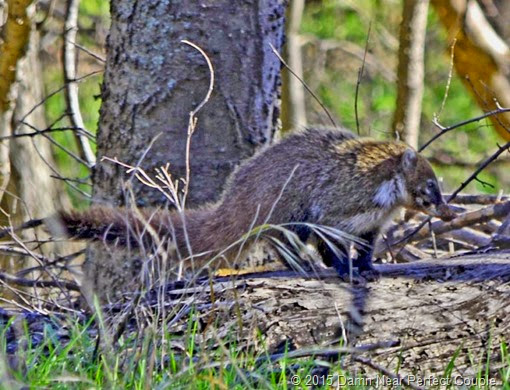 Coati