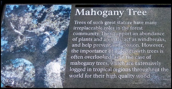 23f - Mahogany Hammock - Huge Mahogany Tree Sign