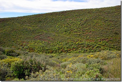 7689 Temisas-El Pinillo(El camino Barranco Chorrillo) 7689 Temisas-El Pinillo(El camino Barranco Chorrillo)