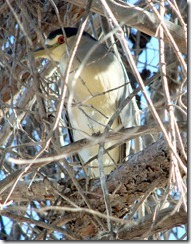 Black-crowned night heron in tree 10-25-2012 9-10-43 AM 1939x2487