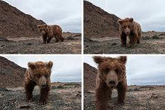 Gobi Bears