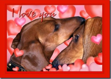 dachshund_love_valentines_day_card-p137781214947219302z857a_400