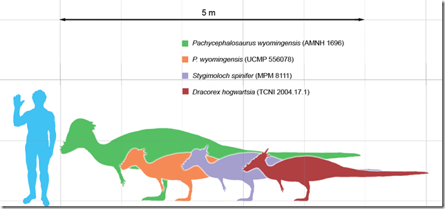 Pachycephalosaurus_scale