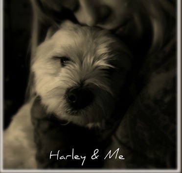 Harley & Me