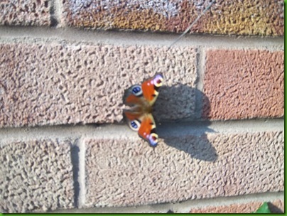 003  Peacock Butterfly on wall at Lorna's