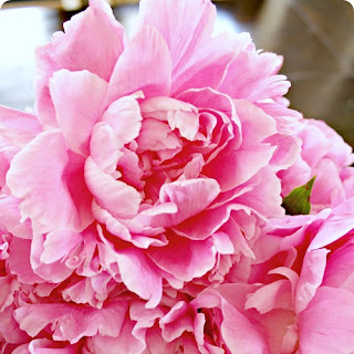 How to Remove Ants From Peony {or Any Flower!} Blooms