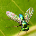Green Long-legged Fly