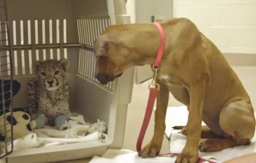 Dog stays by his best pal cheetah to help the cub recover from surgery on his legs