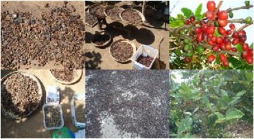 Paradise Coffee – Kopiluwak