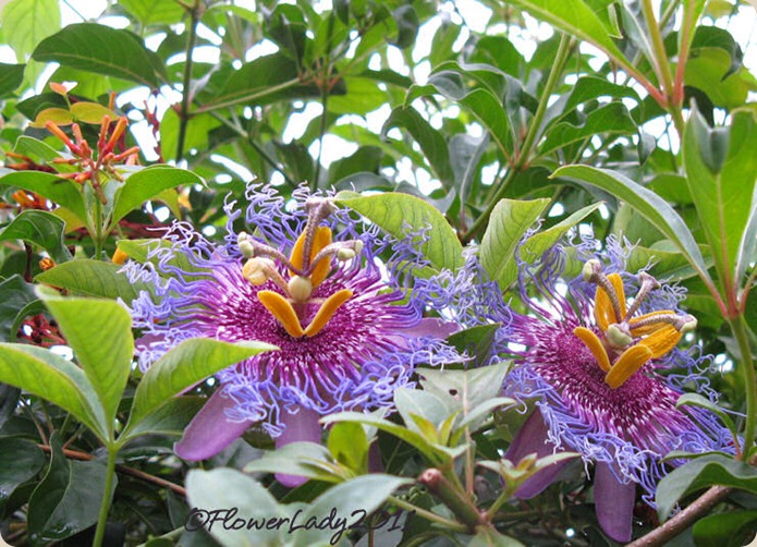 10-08-passionflowers
