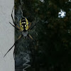 Black & Yellow Garden spider