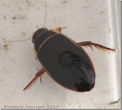 great-diving-beetle-2