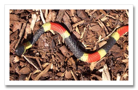 Venomous Eastern Coral Snake