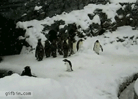 pinguin-feliz