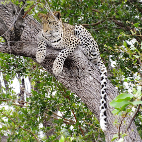 African Leopard  by Piet  Grobler - Animals Lions, Tigers & Big Cats