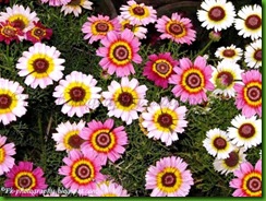 Painted Daisy Tricolor1