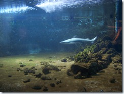 2011.11.25-004 requin