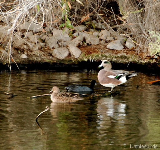 13. widgeon-kab