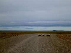 A common sight on the Patagonian roads.