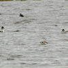 Northern Pintail