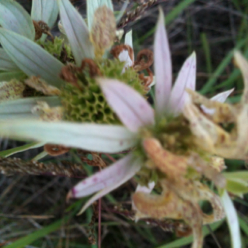 Horsemint, wild bergamot