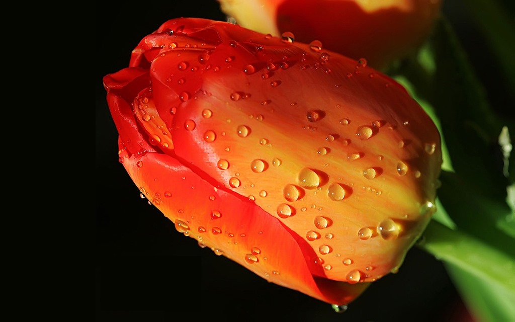 [Close_up_waterdrop_on_flower_naturals_013%255B7%255D.jpg]
