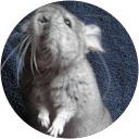 BR Chinchillas