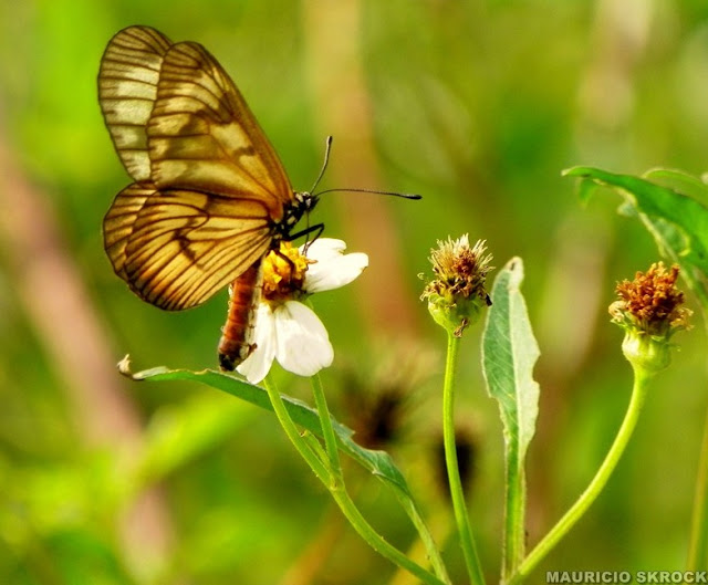 Peut-être : Actinote pellenea calymma Jordan, 1913, femelle. Environs de Curitiba, Paraná. 21 avril 2011. Photo : Mauricio Skrock