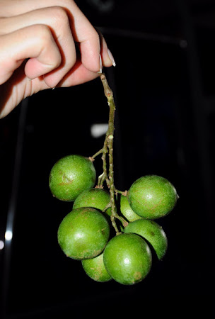 Fructe Costa Rica: Mamones