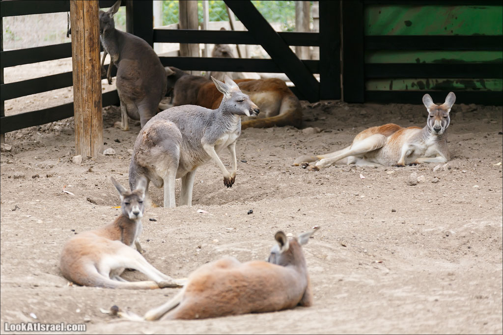 Ган Гуру - парк с кенгуру и другими австралийскими животными | Gan Guru | גן גורו | LookAtIsrael.com - Фото путешествия по Израилю
