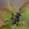 fuzzy bee