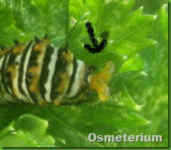 caterpillar osterium for book close up